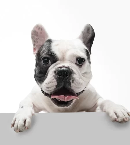 french-bulldog-young-dog-posing_155003-34898